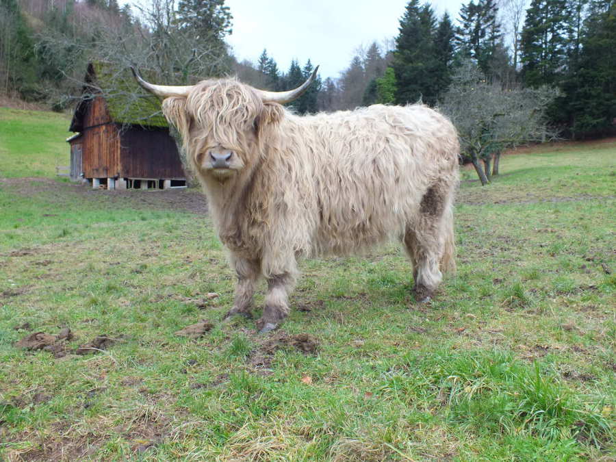 Highland Kuh Schottland Handgefertigt IN Massiver Zinn Anstecker W Ein